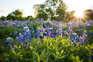 HERO Decorative Photo Of Bluebonnets